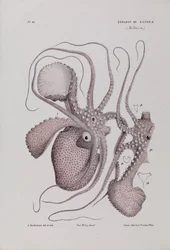 Nautile en papier, Argonauta nodosa